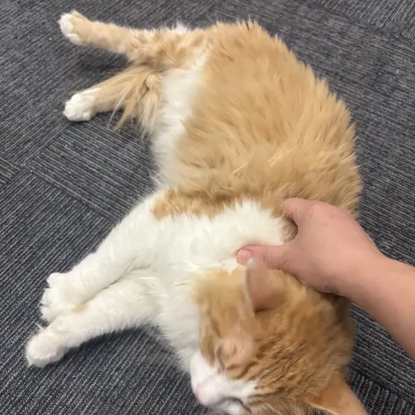 Cat relaxing in boarding suite at K9 Rox Club